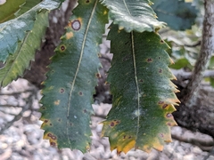 Banksia serrata
