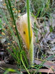 Caladenia longicauda