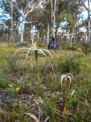 Caladenia longicauda