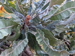 Banksia serrata