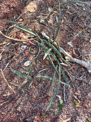 Image of Sansevieria aethiopica by no rights reserved