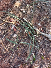 Sansevieria aethiopica