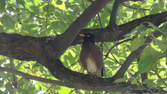 Acridotheres tristis