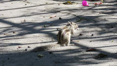 Funambulus pennantii
