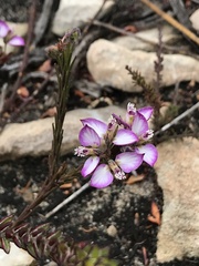 Polygala ericifolia