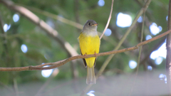 Culicicapa ceylonensis