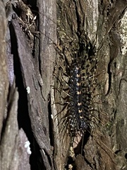 Allothereua maculata