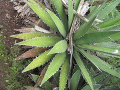 Agave obscura