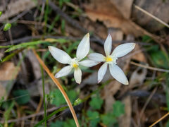 Caladenia marginata