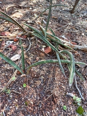 Sansevieria aethiopica
