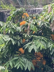 Saraca