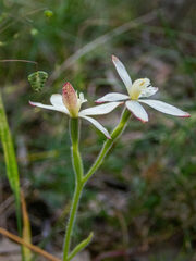 Caladenia marginata