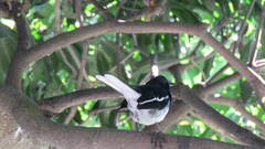 Copsychus saularis