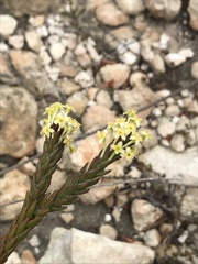 Struthiola mundii