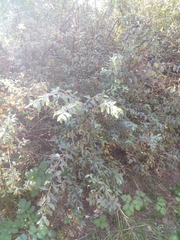 Spiraea × vanhouttei