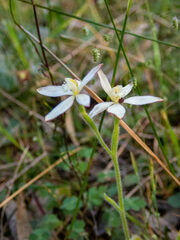 Caladenia marginata