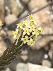 Struthiola mundii