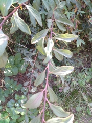 Spiraea × vanhouttei