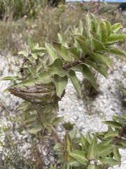 Gomphocarpus cancellatus