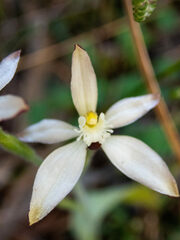 Caladenia marginata
