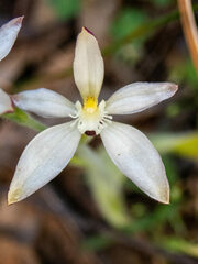 Caladenia marginata