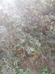 Spiraea × vanhouttei