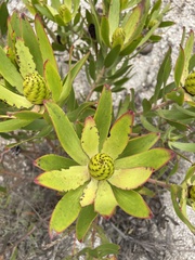 Leucadendron gandogeri