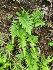 Thelypteridaceae