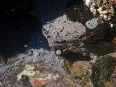 Botrylloides leachii