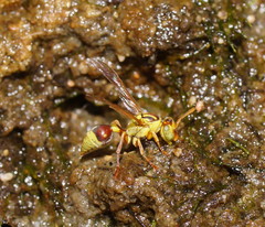 Ropalidia romandi