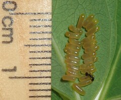 Paropsisterna sexpustulata