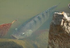 Oreochromis