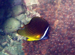 Chaetodon auripes