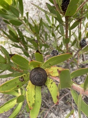 Leucadendron gandogeri