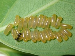 Paropsisterna sexpustulata