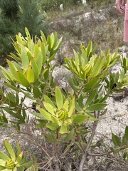 Leucadendron gandogeri