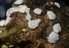 Eudistoma elongatum