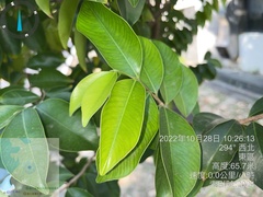 Aquilaria
