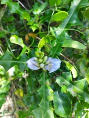Acanthus ilicifolius