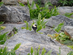 Oenanthe melanoleuca