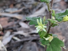 Xanthosia pilosa