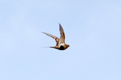 Syrrhaptes paradoxus