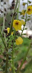 Verbascum virgatum