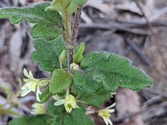 Xanthosia pilosa