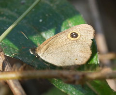Ypthima arctous