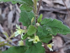 Xanthosia pilosa