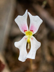 Stylidium calcaratum