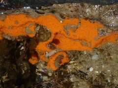 Botrylloides violaceus