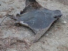 Rhinoptera