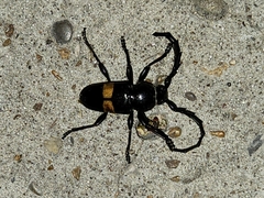 Lissonotus flavocinctus